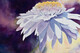 Arlene  Bowles        Chrysanthemum