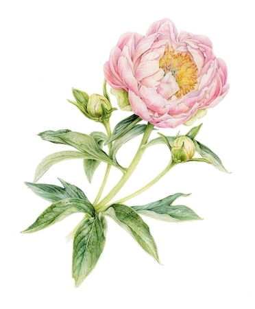 Driedger, Crystal   Abalone Pearl Peony