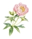 Driedger, Crystal   Abalone Pearl Peony