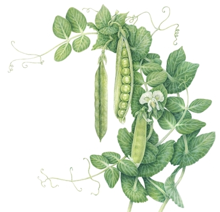 Driedger, Crystal   Green Arrow Peas