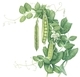 Driedger, Crystal   Green Arrow Peas