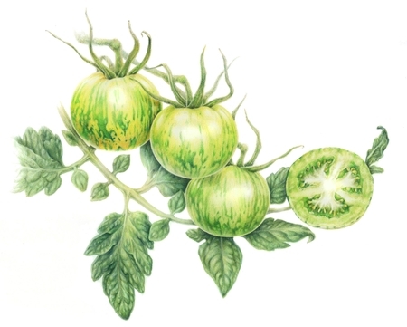 Driedger, Crystal   Green Zebra Tomato