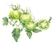 Driedger, Crystal   Green Zebra Tomato
