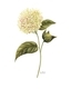Madill Thomsen, Katelynn   Limelight Hydrangeas