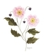 Madill Thomsen, Katelynn   Pink Anemones