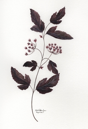 Madill Thomsen, Katelynn   Summer Wine Ninebark