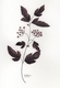 Madill Thomsen, Katelynn   Summer Wine Ninebark