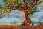 McCartney, Anne   Under the Kigelia Tree