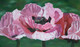 Roth, Memory   Oriental Poppies in Pink